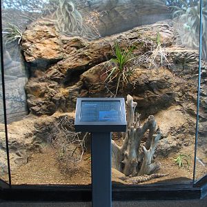 MOLA - Adaptations Gallery - Beaded Lizard Exhibit