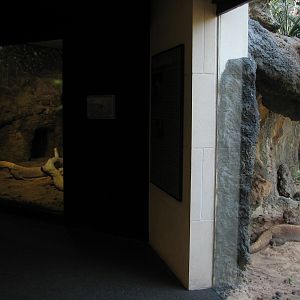 MOLA - Komodo Dragon Exhibit - Interior and Exterior Viewing Areas