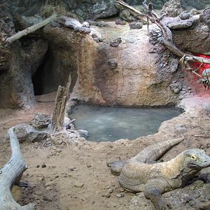 MOLA - Komodo Dragon Exhibit - Interior