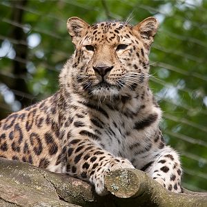 Amur (Siberian) Leopard