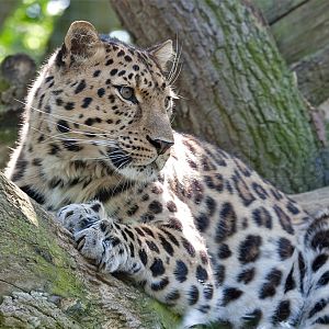 Amur (Siberian) Leopard