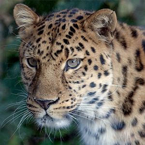 Amur (Siberian) Leopard
