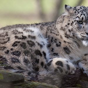 Snow Leopard