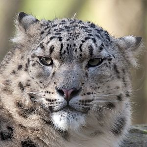 Snow Leopard