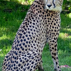 Cheetah
