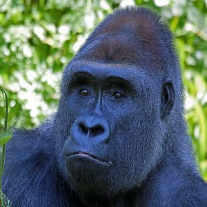 Western Lowland Gorilla