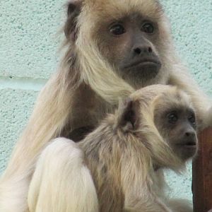 White faced Howler Monkeys