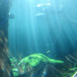 View from the underwater seal tunnel