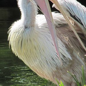 Pelican
