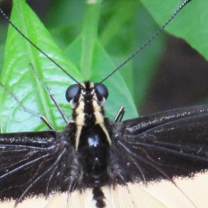 Swallow tail butterfly