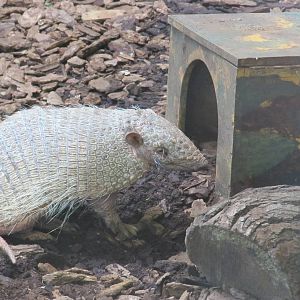 armadillo