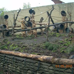 The Guinea Baboon enclosure