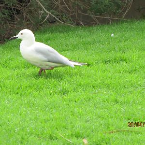 lesser black-backed gull