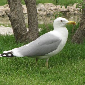 common gull