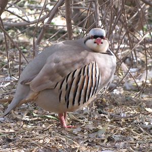 chukar