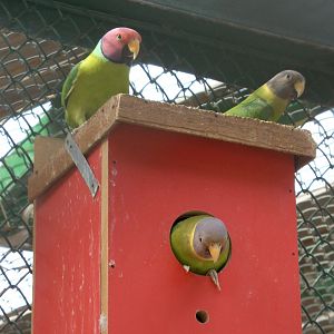 plum-headed parakeet