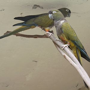 patagonian conure/burrowing parrot