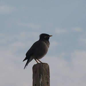 common myna