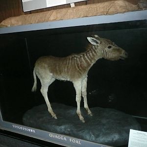 Quagga Foal