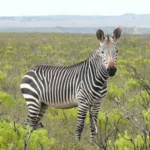 Cape Mountain Zebra