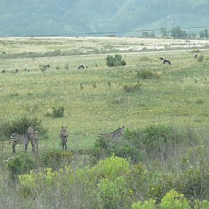 Cape Mountain Zebra with Bontebok in background .
