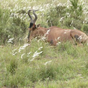 Red Hartebeest