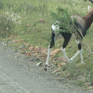 Male Bontebok