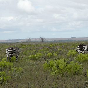 Cape Mountain Zebra and Rhebok