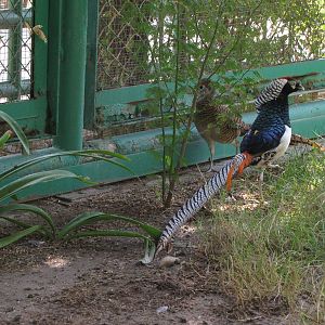 lady  amherst's pheasant