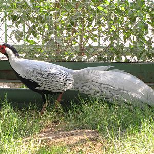 silver pheasant