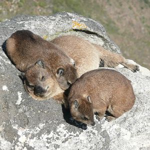 Rock Hyrax