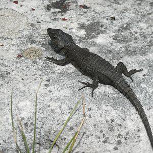 Black Agama