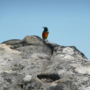 Scarlet-chested Sunbird