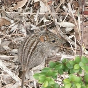 Striped Grass Mouse