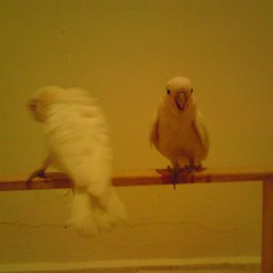 Young hand reared Goffin's cockatoo in kuwait zoo
