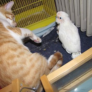 Young hand reared Goffin's cockatoo in kuwait zoo
