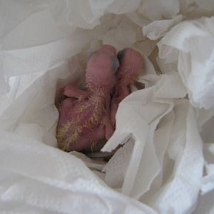 Goffin's cockatoo chick