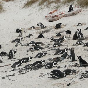 African Penguins
