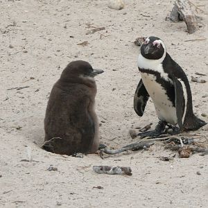 African Penguin family , Boulders Beach .