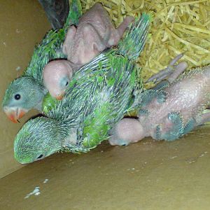 Young hand reared rose ringed parakeet in kuwait zoo