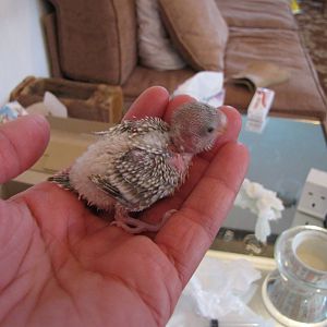 Young hand reared budgerigar in kuwait zoo