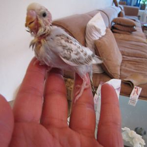 Young hand reared  budgerigar in kuwait zoo