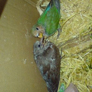Red turtle dove and -Rosy-faced lovebirds chick's