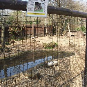 Beaver enclosure 2010