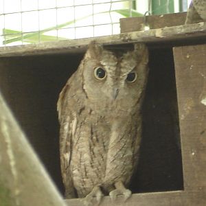 Eurasian Scops-owl