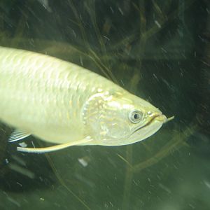Australian arowana