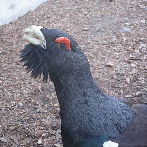 Capercaillie