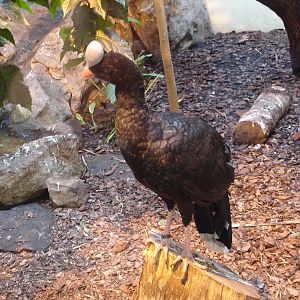 Helmeted Curassow