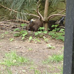 Steppe eagle on the nest