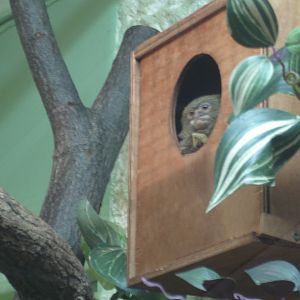 Pygmy Marmoset